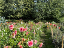 Load image into Gallery viewer, Pick your own flowers