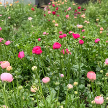 Load image into Gallery viewer, Workshops