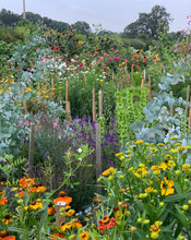 Load image into Gallery viewer, Pick your own flowers