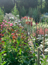 Load image into Gallery viewer, Pick your own flowers