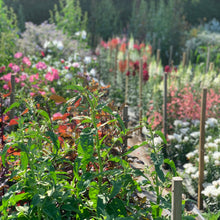 Load image into Gallery viewer, Pick your own flowers