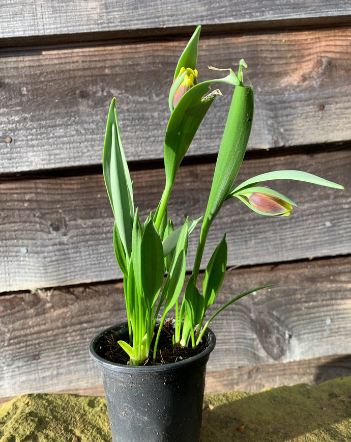 Muscari Armeniacum or Fritillaria Uva Vulips